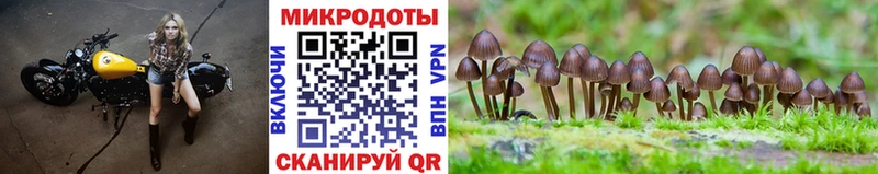 где купить   Болохово  Галлюциногенные грибы ЛСД 